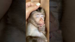 Even while sleeping, Mochi still doesn't give up the habit of sucking her index finger.