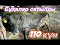 Қыс келді. Бордақы 110 күнде дайын болды!