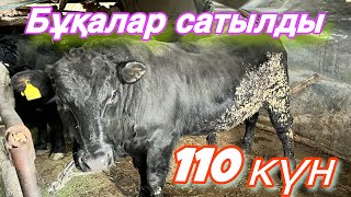 Қыс келді. Бордақы 110 күнде дайын болды!