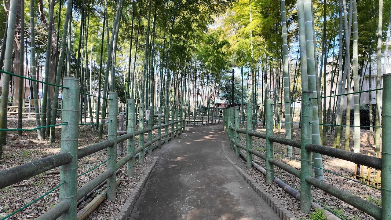 【4K Walk】Birdsong in a Quiet Bamboo Grove, Tokyo｜鳥のさえずる静かな竹林