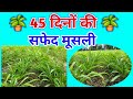 45 दिनों की Safed musli की फसल | 45 days safed musli plants | #safedmuslikikheti #safedmusli