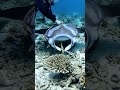 Manta Ray Struggling to Swim — Diver Captures Real Rescue on GoPro