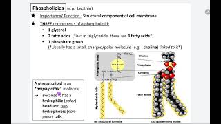 1.3 Phospholipid