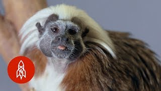 The CottonTop Tamarin Hangs On for Survival