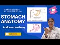 Stomach Anatomy | Gross Anatomy, Blood Supply &amp; Nerve Supply