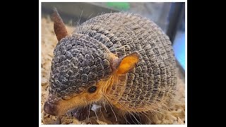 Screaming Hairy Armadillos