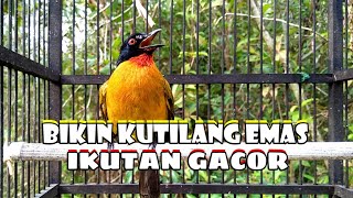 kutilang emas mata merah gacor suara asli​ @AnakDesaKicau