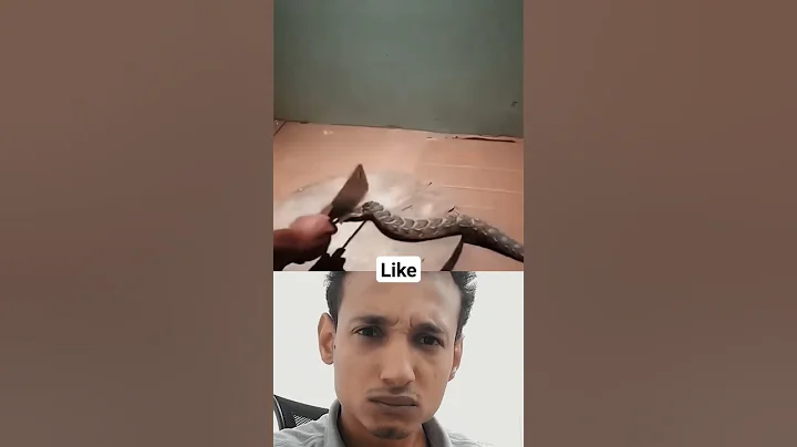 Watch What Happened After the Snake's Head Was Cut Off 😳#shorts