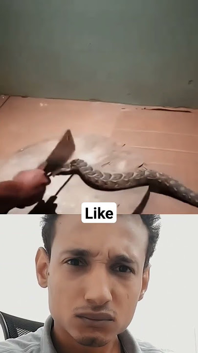 Watch What Happened After the Snake's Head Was Cut Off 😳#shorts