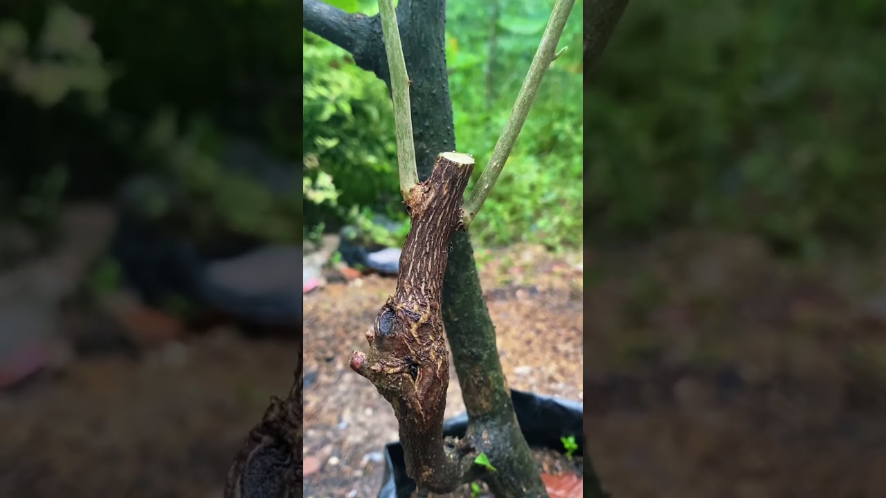 Catok bonsai mstwa 18cm