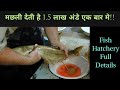 Fish Hatchery || मछली की हैचरी || मछली देती है 1.5 लाख अंडे || Hello Kisaan