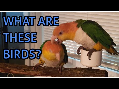 kayak flight How to pronounce the word CAIQUE.