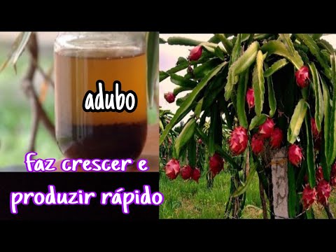 Vídeo: Como fazer a fruta do dragão dar frutos - o que fazer quando sua pitaya não frutificar