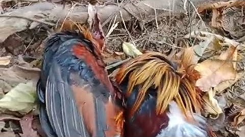 mus Dib qaib qus tau 2 tug nawbได้ไก่ป่า 2 ตัว