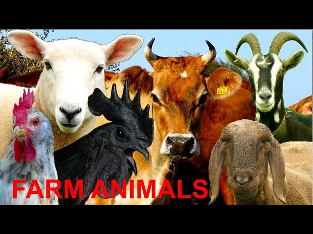 FOR KIDS: 20 different farm animals with natural sounds - NO MUSIC! video for little children class=