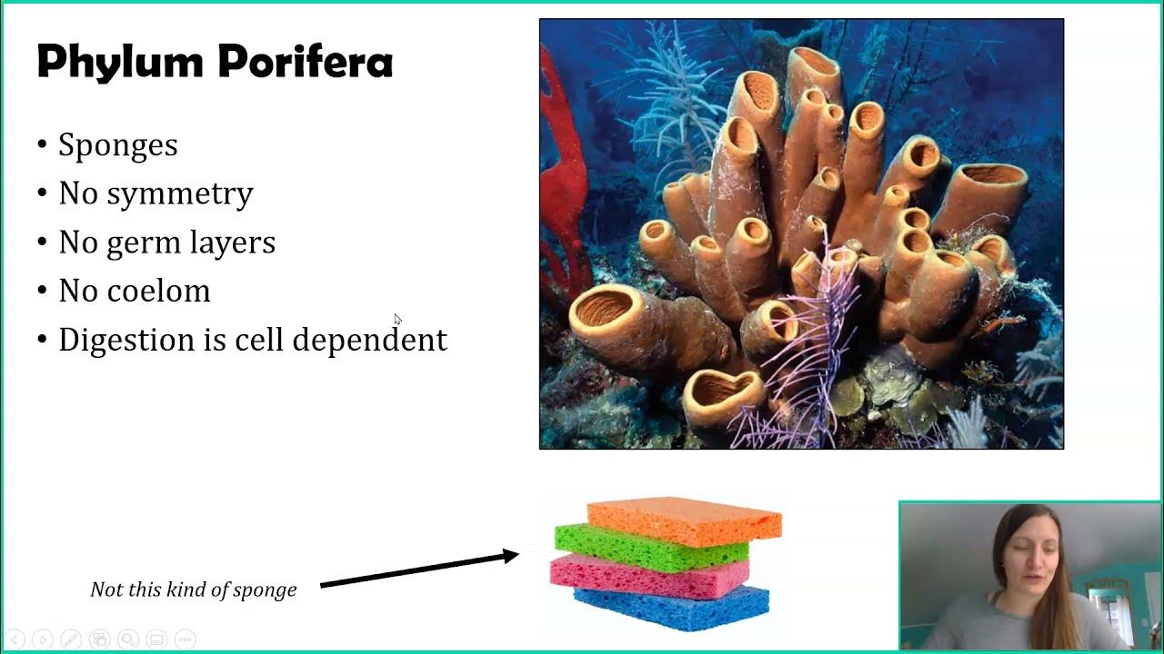 Phylum Porifera YouTube