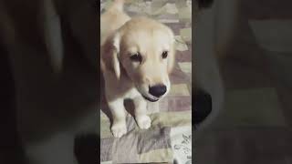 JoJo's is getting angry  | #trending #dog #puppy #cutedog #goldenretriever #viral