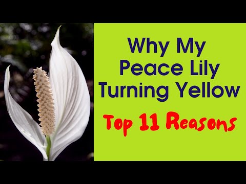 Video: Waarom Worden Spathiphyllum-bladeren Geel? Waarom Verschijnen Er Gele Vlekken Op De Bloem 
