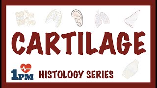 CARTILAGE - Histology, Types, Functions