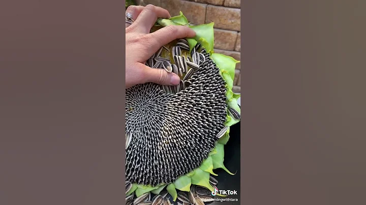 吃了那么久葵瓜子，才知道…… 🌻 - 天天要闻