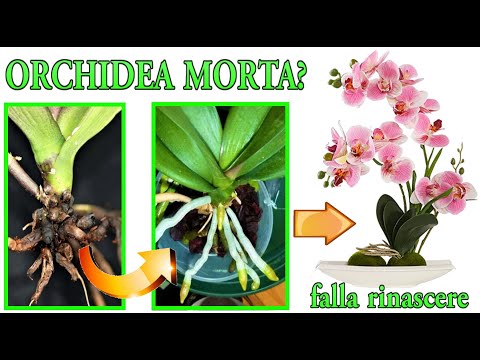 Video: Trattamento per la putrefazione della corona dell'orchidea - Salvare un'orchidea con la putrefazione della corona