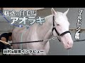 【注目２歳馬】「魅惑の白毛馬」アオラキの魅力を陣営に聞きました