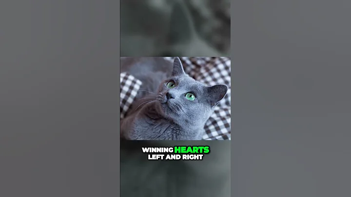 Video 3679461: russian blue cat breed, russianbluecats, royal cats