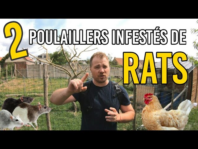 Comment se débarrasser des RATS dans 2 poulaillers ? - YouTube