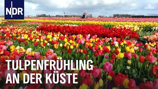 Tulpenfrühling in den Niederlanden