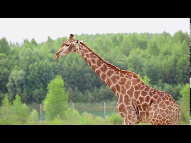 Как ебутся жирафы: 8 видео в HD