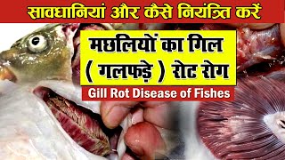 मछलियों का गिल (गलफड़े ) रोट रोग और बीमारी का इलाज- Gill Rot Disease of Fishes & treatment of fish