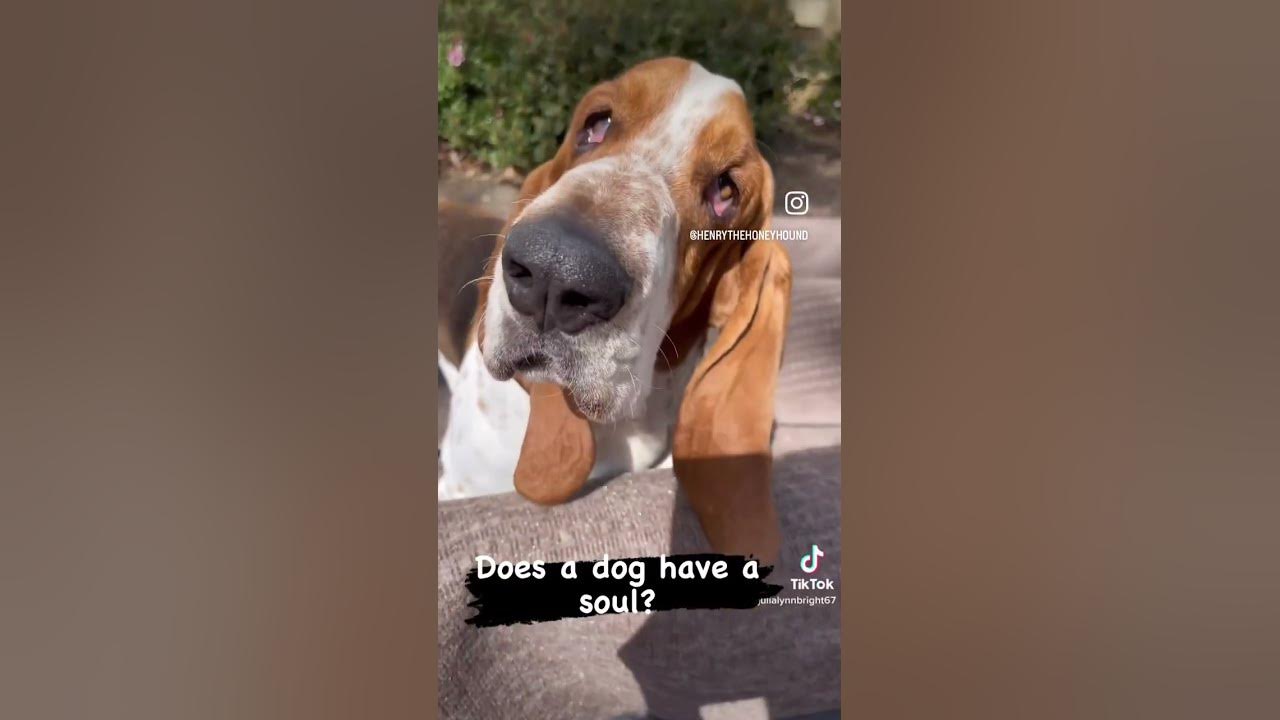 does-a-dog-have-a-soul-youtube