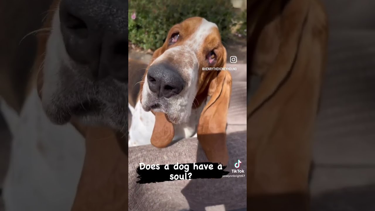 Does A Dog Have A SOUL YouTube Does A Dog Have A SOUL YouTube