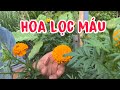 Hoa trị trĩ, lọc huyết, trị viêm họng viêm phế quản. PHAN HẢI Channel