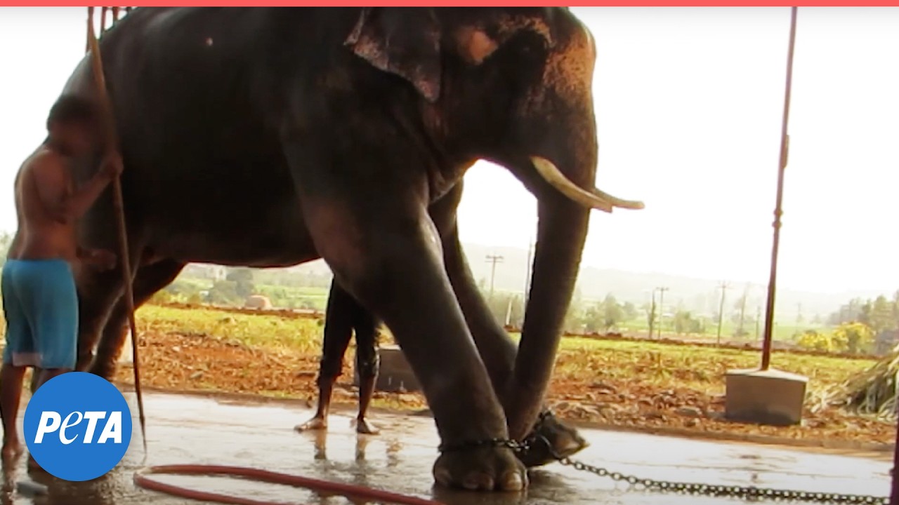 Register for PETA's Global Compassion Fund Fireside Chat Today!