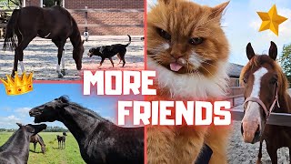 How are the colts? | More friends | To the beach | Horse riding | Friesian Horses