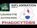 INFLAMMATION Part 3: Leukocyte Activation - PHAGOCYTOSIS