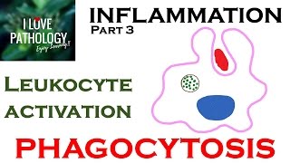 INFLAMMATION Part 3: Leukocyte Activation  PHAGOCYTOSIS