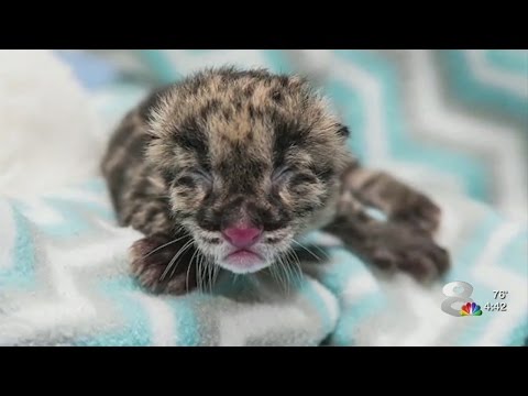 Video: „Pet Scoop“: retas leopardas „Sochi“, gimęs Denveryje, kačiukas su deformacija gauna naują pradžią