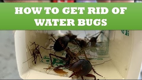 How to Get Rid of Water Bugs