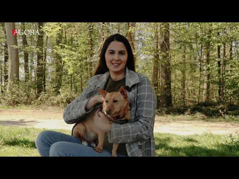 Video: Pericolele Adoptării Animalelor De Companie Din Afara țării