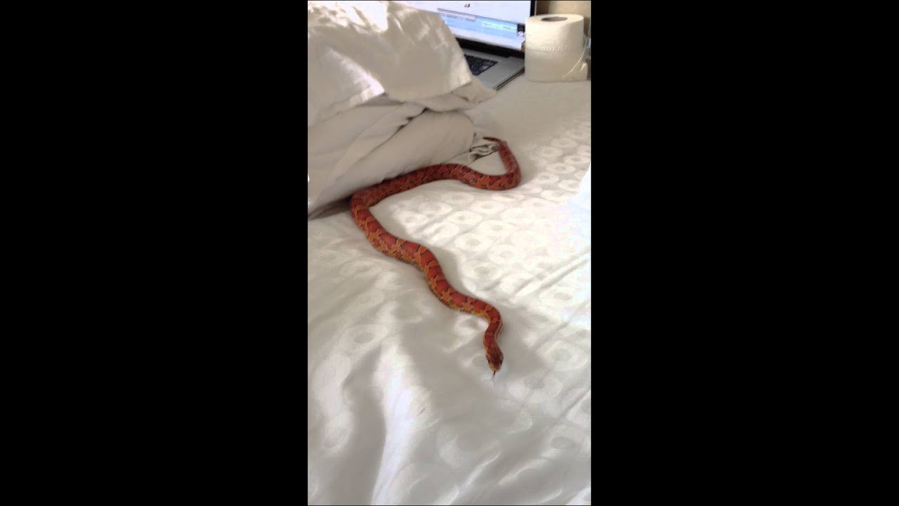 handling yourself in success and failure Carolina Corn Snake AKA 