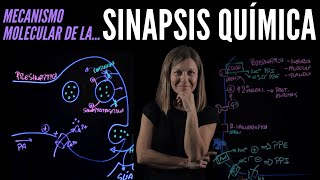 Sinapsis química