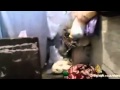 الإهمال الطبي في السجون ال**رية