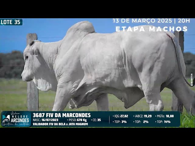 LOTE 35   MMAR 3687