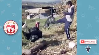 Funny Chickens Chasing And Attacking Animal! Hilarious! Funniest Animals Videos 2019