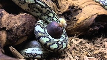 Carpet Python Feeding