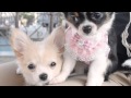 チワワの子犬散歩デビュー♪