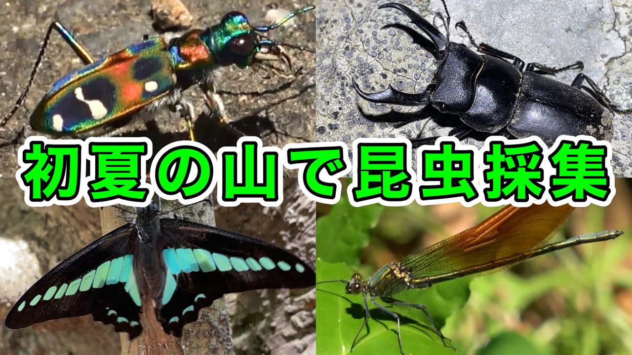 5月の山でトンボやチョウを狙って昆虫採集してたら珍しい昆虫に出会いました！