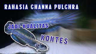 Download lagu Bongkar Rahasia Treatment Channa Pulchra Kualitas Kontes !! || mp3